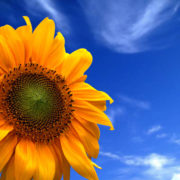 h2o-aktiv_contentimage_sonnenblume