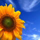 h2o-aktiv_contentimage_sonnenblume